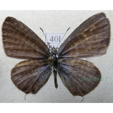 Leptotes pirithous (Linnaeus, 1767) Croatia40l